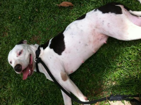 Mulher Maçã adestra Vitória Apple, sua pit bull de estimação